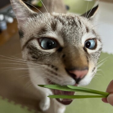 草、好き
