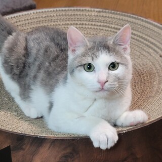 ヒゲと頬っぺが焼かれてました。コゲ丸君約4ヶ月