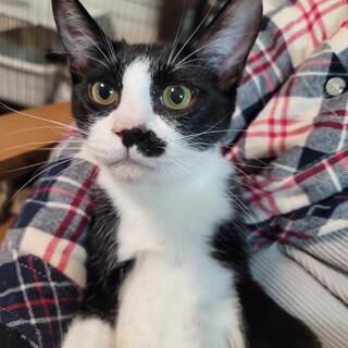 オリエンタル系☆キリッと顔のイケメン♡大河くん♂️