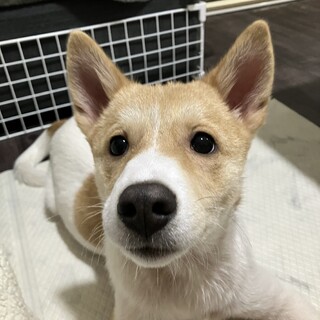 ミックスの子犬アニーちゃん