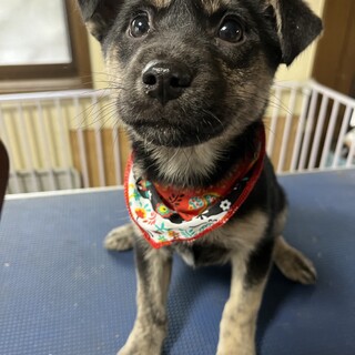 栗林の仔犬ちゃん②