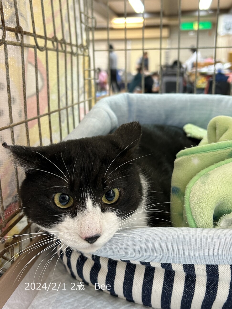 2歳8ヶ月 白黒ハチワレ」大阪府 - 猫の里親募集(482506) 3枚目の