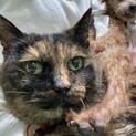 ハルちゃんの最後の家族になって下さる方募集中