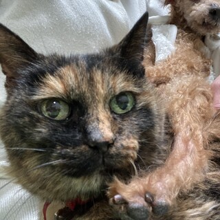 ハルちゃんの最後の家族になって下さる方募集中