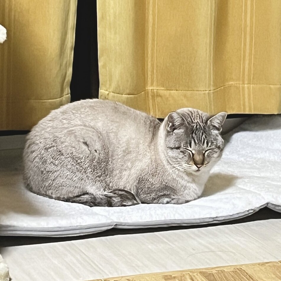 まほろのカバー写真