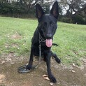 大型犬シェパード