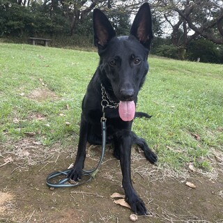 大型犬シェパード