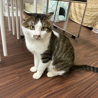 たくさん甘えてたくさん遊びたい☆ロック☆