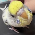 手乗りセキセイの女の子里親募集中！