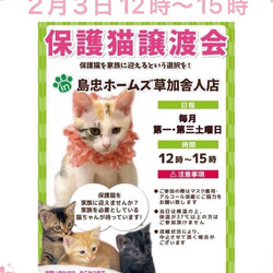 島忠ホームズ草加舎人店保護猫譲渡会