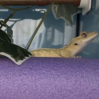 クレステッドゲッコー(男の子)