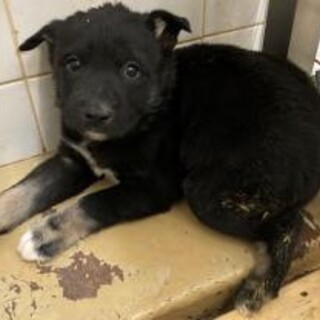 緊急❗️可愛い子犬が収容されています‼️