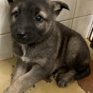 緊急❗️可愛い子犬が収容されています‼️