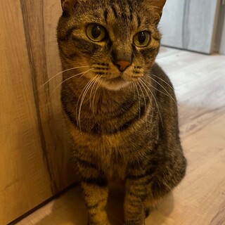 キジトラ☆まんぞくちゃん☆顔周りなでなでが大好き