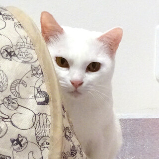 ビビリでも猫は大好き♪美形白猫★ゆりちゃん１歳