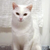 ビビリでも猫は大好き♪美形白猫★ゆりちゃん１歳 サムネイル3