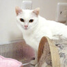ビビリでも猫は大好き♪美形白猫★ゆりちゃん１歳 サムネイル4