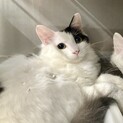 半長毛イケメンサンジ君
