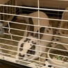 ミニレッキス(7ヶ月)の里親を募集します サムネイル2