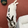 ミニレッキス(7ヶ月)の里親を募集します サムネイル3