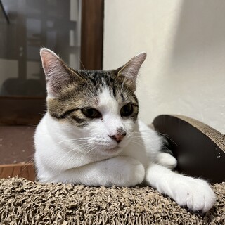 白サバ　男の子　9ヶ月