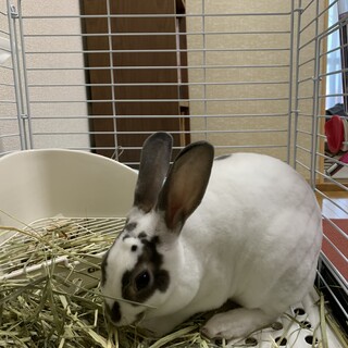 ミニレッキス(7ヶ月)の里親を募集します