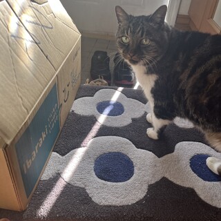 庭を彷徨っているところを