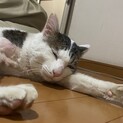 ひとが大好きべたべたしてくる保護猫ちゃん