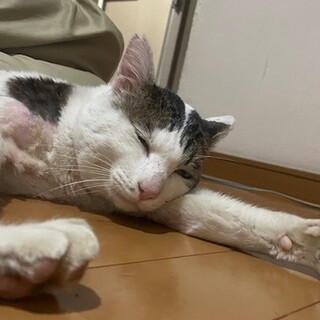 ひとが大好きべたべたしてくる保護猫ちゃん