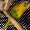 セキセイインコ　2歳 サムネイル3
