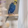 セキセイインコ　2歳 サムネイル2