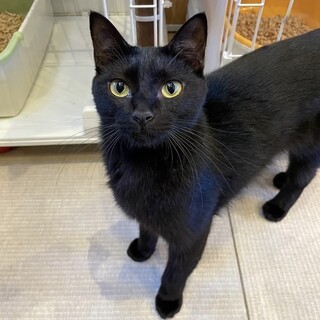 黒猫のスタッフみたいな「かい」ちゃん