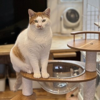 ツンデレなジミー