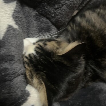 日中は爆睡笑笑