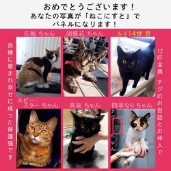 ねこにすとinLovelyにゃんフェスタ 東京2024 サムネイル2