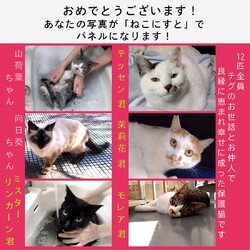 ねこにすとinLovelyにゃんフェスタ 東京2024 サムネイル3