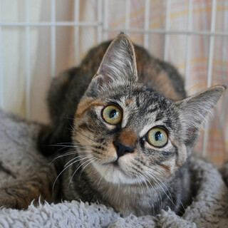 しらす：人馴れ抜群！※トライアル中