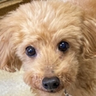 保護犬ナンバーＤ１６０４　トイプードル