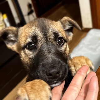 【里親様決定】えみりちゃんの幸せが見つかりました♡