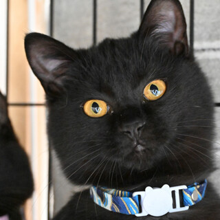 ポケ：遊ぶの大好き黒猫の男の子