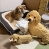 しゃろんだま