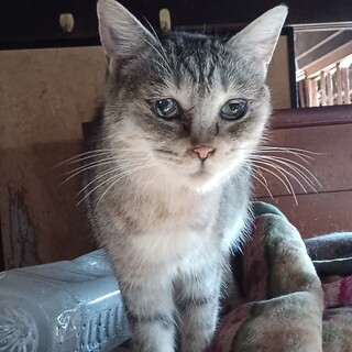 若干目に障害あり、3歳半のあやめちゃん