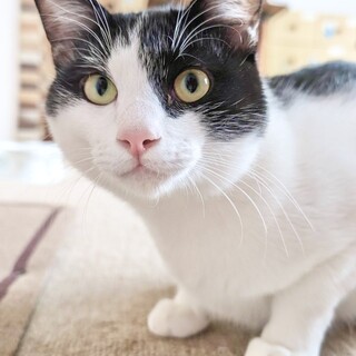 撫で撫でして欲しい男の子もうすぐ1歳☆