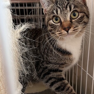 2023年春生まれ　おっとり屋はなちゃん