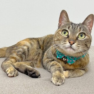 【2/25東銀座】あさりちゃん★1歳♪