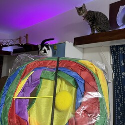 コウちゃん、T○muで買ってみた