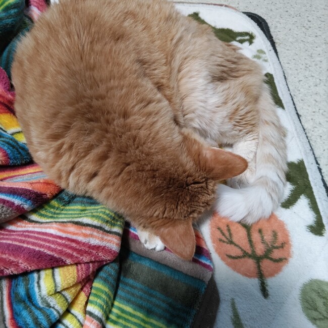 ホシちゃんのカバー写真