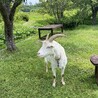 かごちゃ