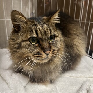 長毛キジ　女の子　推定8歳