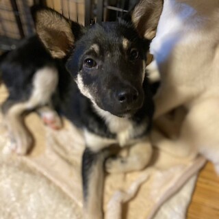 保健所レスキュー♂やんちゃな夢男